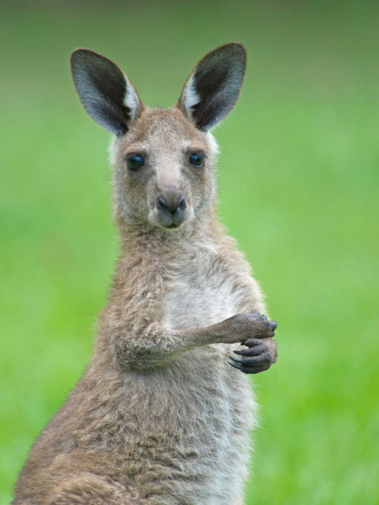 Kangaroo