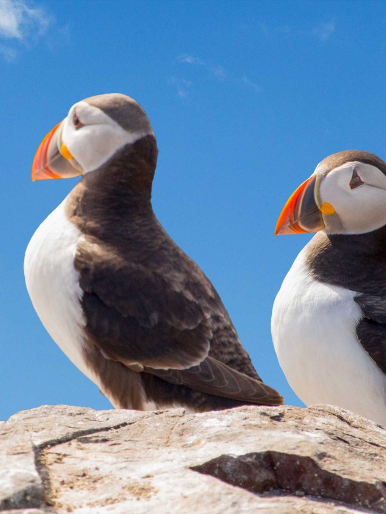 Puffins Birds in Iceland