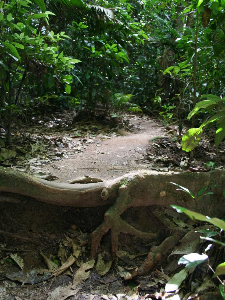 Queensland Rainforest