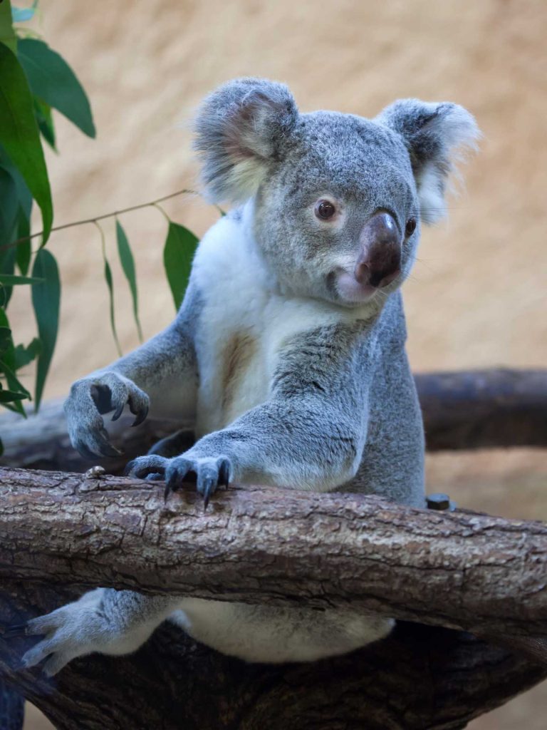 Koala in queensland