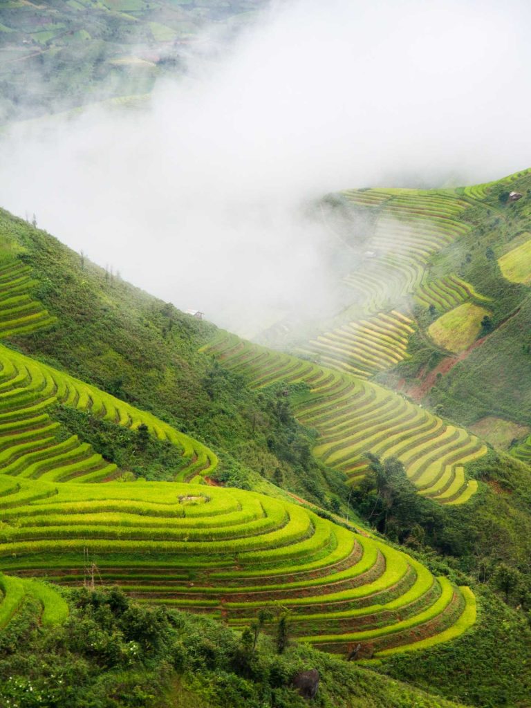Rice fields on terraced of Mu Cang Chai, YenBai, Vietnam