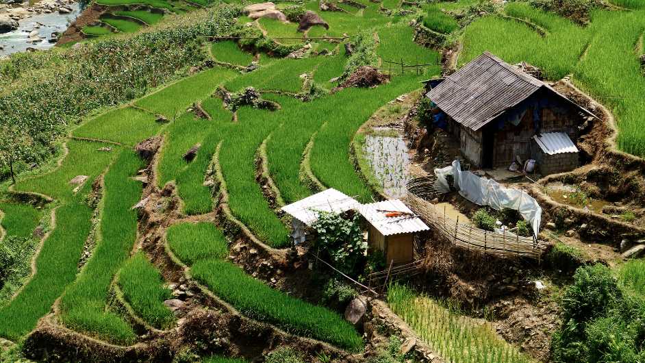 Sapa