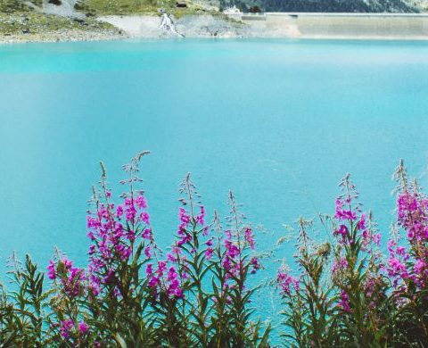 WTP-switzerland-Banner