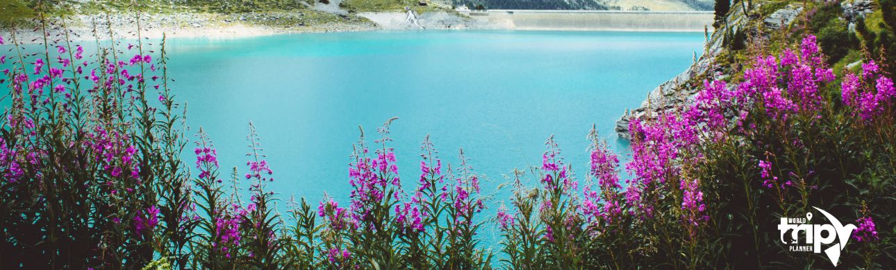 WTP-switzerland-Banner